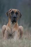 DOGUE ALLEMAND 747